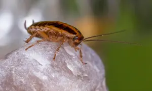 Karaluchy pod poduchy wierszyk. Brązowy karaluch z długimi czułkami siedzi na jasnym kamieniu.